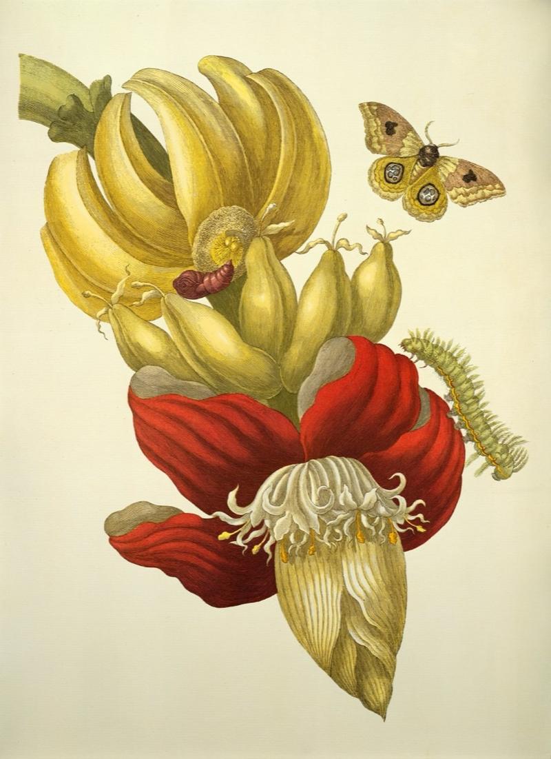 Grabado coloreado de una flor y un racimo de banano, con una mariposa nocturna y una oruga.